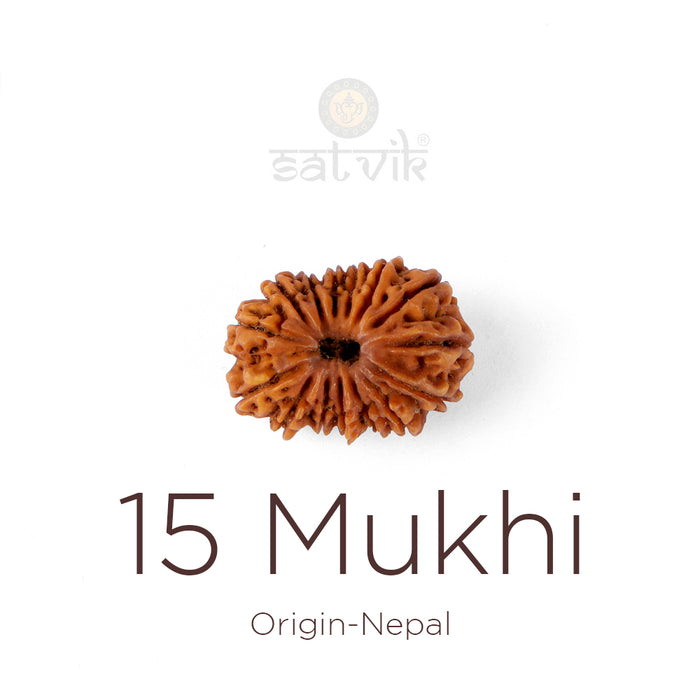 15 Mukhi Rudraksha bead natural Nepali fifteen face Rudraksha. India’s Premium Rudraksha Beads Brand - www.satvikstore.in