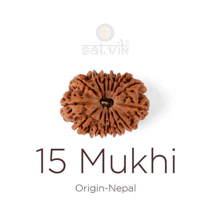 15 Mukhi Rudraksha bead natural Nepali fifteen face Rudraksha. India’s Premium Rudraksha Beads Brand - www.satvikstore.in