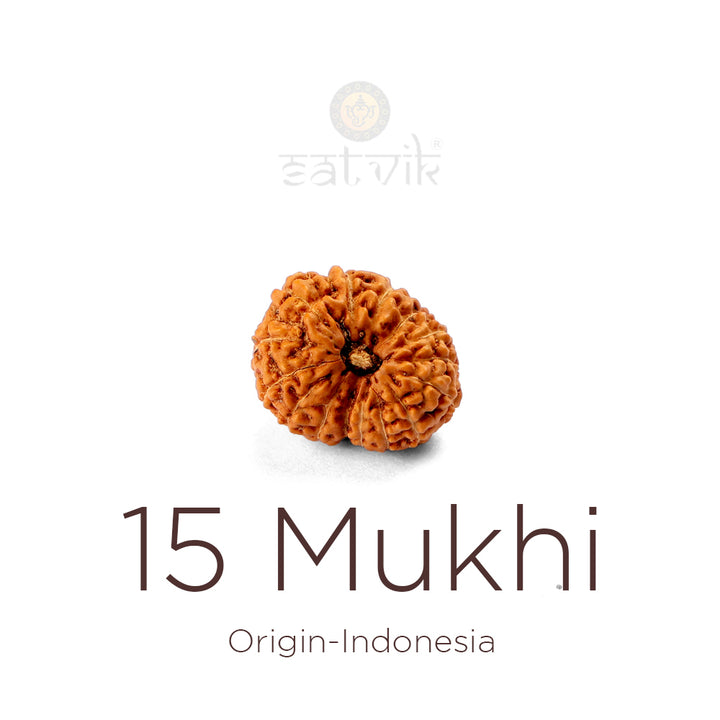 15 Mukhi Rudraksha bead natural Indo fifteen face Rudraksha. India’s Premium Rudraksha Beads Brand - www.satvikstore.in