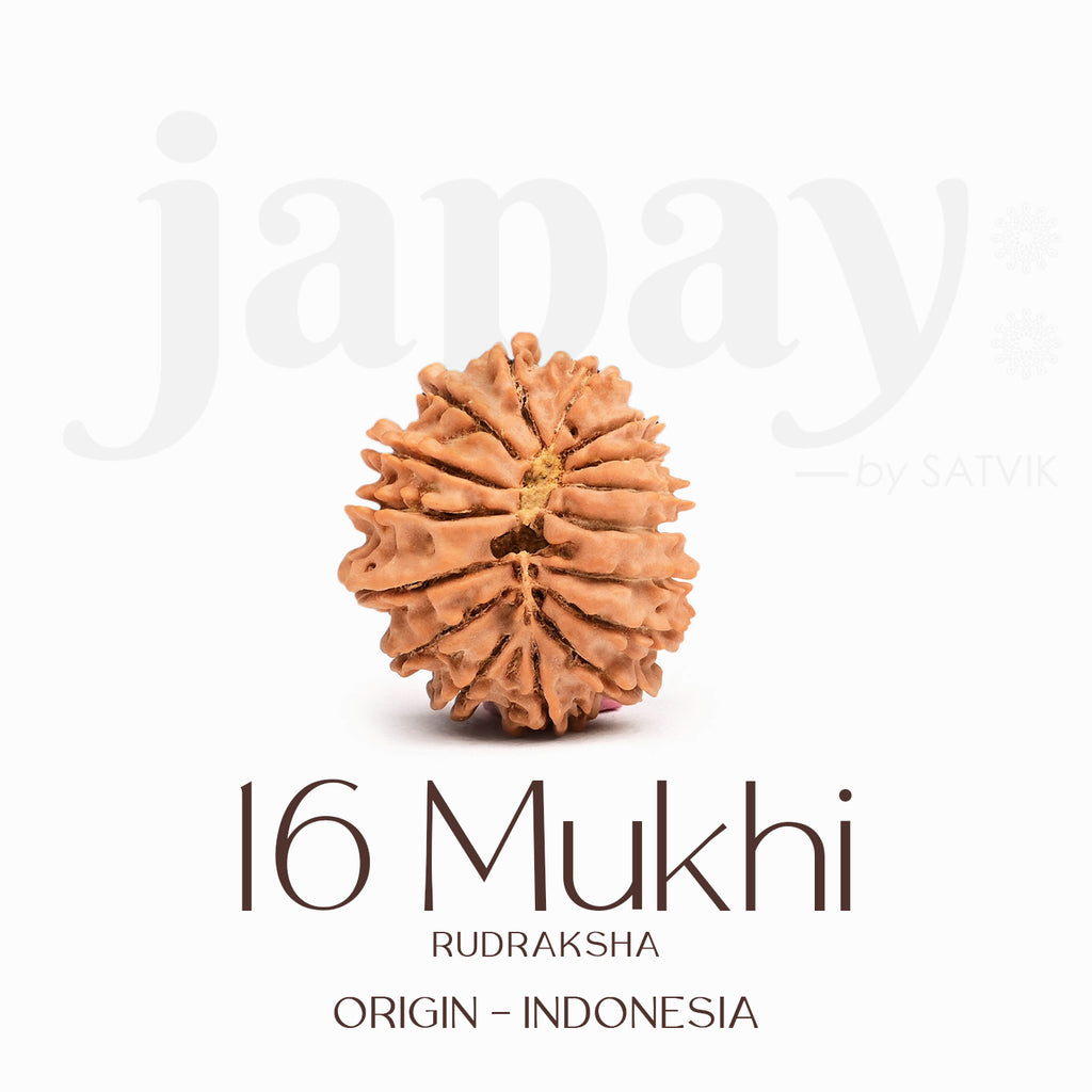 Certified 16 Mukhi Rudraksha Bead – Indonesia origin sacred bead representing Lord Ram, known for protection, truth, victory, and removal of fear and negativity. India’s Largest Brass Idols Brand - www.satvikstore.in
