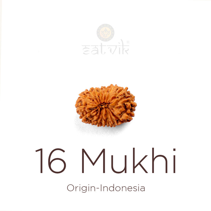16 Mukhi Rudraksha bead natural Indo sixteen face Rudraksha. India’s Premium Rudraksha Beads Brand - www.satvikstore.in