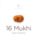 16 Mukhi Rudraksha bead natural Indo sixteen face Rudraksha. India’s Premium Rudraksha Beads Brand - www.satvikstore.in