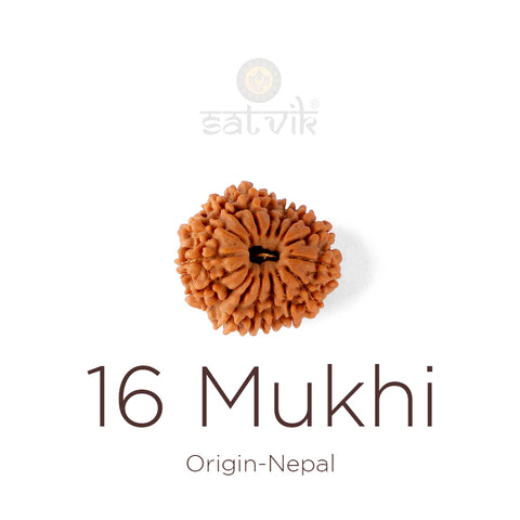 16 Mukhi Rudraksha bead natural Nepali sixteen face Rudraksha. India’s Premium Rudraksha Beads Brand - www.satvikstore.in