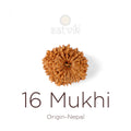 16 Mukhi Rudraksha bead natural Nepali sixteen face Rudraksha. India’s Premium Rudraksha Beads Brand - www.satvikstore.in