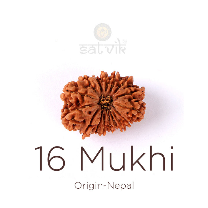 16 Mukhi Rudraksha bead natural Nepali sixteen face Rudraksha. India’s Premium Rudraksha Beads Brand - www.satvikstore.in