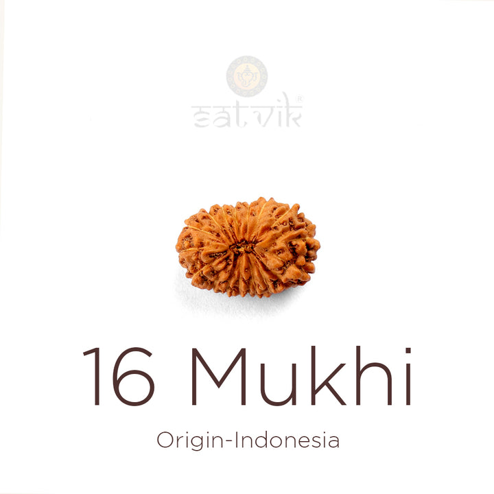 16 Mukhi Rudraksha bead natural Indo sixteen face Rudraksha. India’s Premium Rudraksha Beads Brand - www.satvikstore.in