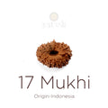 17 Mukhi Rudraksha bead natural Indo seventeen face Rudraksha. India’s Premium Rudraksha Beads Brand - www.satvikstore.in