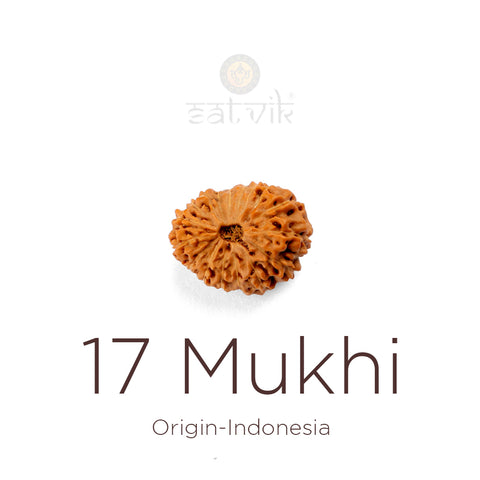 17 Mukhi Rudraksha bead natural Indo seventeen face Rudraksha. India’s Premium Rudraksha Beads Brand - www.satvikstore.in