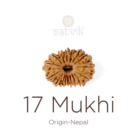17 Mukhi Rudraksha bead natural Nepali seventeen face Rudraksha. India’s Premium Rudraksha Beads Brand - www.satvikstore.in