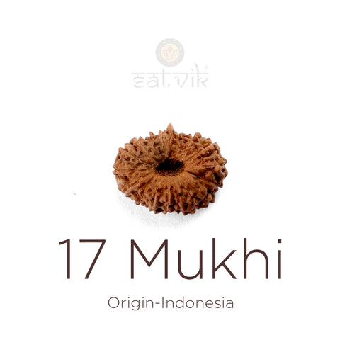 17 Mukhi Rudraksha bead natural Indo seventeen face Rudraksha. India’s Premium Rudraksha Beads Brand - www.satvikstore.in