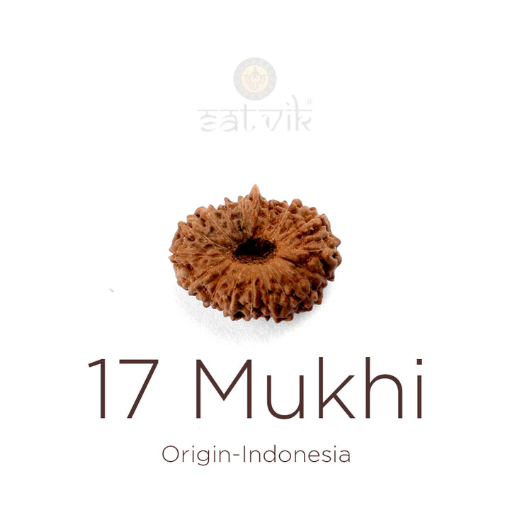 17 Mukhi Rudraksha bead natural Indo seventeen face Rudraksha. India’s Premium Rudraksha Beads Brand - www.satvikstore.in