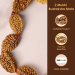 2 Mukhi Kantha Rudraksha Mala