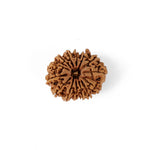 14 Mukhi Rudraksha (27.24mm)