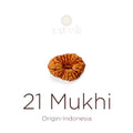 21 Mukhi Rudraksha bead natural Indo twenty one face Rudraksha. India’s Premium Rudraksha Beads Brand - www.satvikstore.in