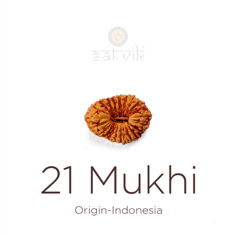 21 Mukhi Rudraksha bead natural Indo twenty one face Rudraksha. India’s Premium Rudraksha Beads Brand - www.satvikstore.in