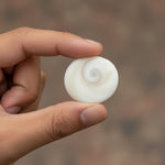 Premium Gomti Chakra