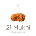 21 Mukhi Rudraksha bead natural Indo twenty one face Rudraksha. India’s Premium Rudraksha Beads Brand - www.satvikstore.in