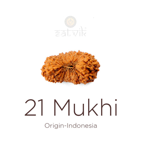 21 Mukhi Rudraksha bead natural Indo twenty one face Rudraksha. India’s Premium Rudraksha Beads Brand - www.satvikstore.in