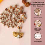 Certified 1 to 14 Mukhi Siddh Rudraksha Mala with Silver Capping (Indonesia)