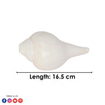 Natural 100% Original Vamavarti Shankha 6.5 Inch