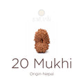20 Mukhi Rudraksha bead natural Nepali twenty face Rudraksha. India’s Premium Rudraksha Beads Brand - www.satvikstore.in