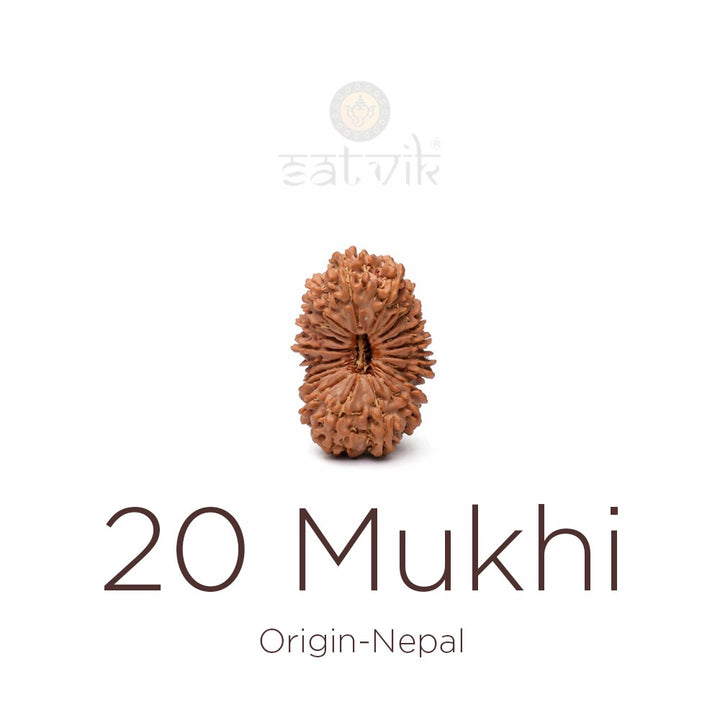 20 Mukhi Rudraksha bead natural Nepali twenty face Rudraksha. India’s Premium Rudraksha Beads Brand - www.satvikstore.in