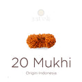 20 Mukhi Rudraksha bead natural Indo twenty face Rudraksha. India’s Premium Rudraksha Beads Brand - www.satvikstore.in