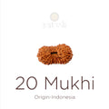 20 Mukhi Rudraksha bead natural Indo twenty face Rudraksha. India’s Premium Rudraksha Beads Brand - www.satvikstore.in