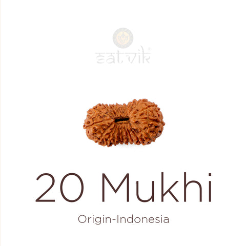 20 Mukhi Rudraksha bead natural Indo twenty face Rudraksha. India’s Premium Rudraksha Beads Brand - www.satvikstore.in