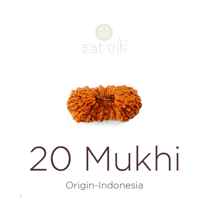 20 Mukhi Rudraksha bead natural Indo twenty face Rudraksha. India’s Premium Rudraksha Beads Brand - www.satvikstore.in