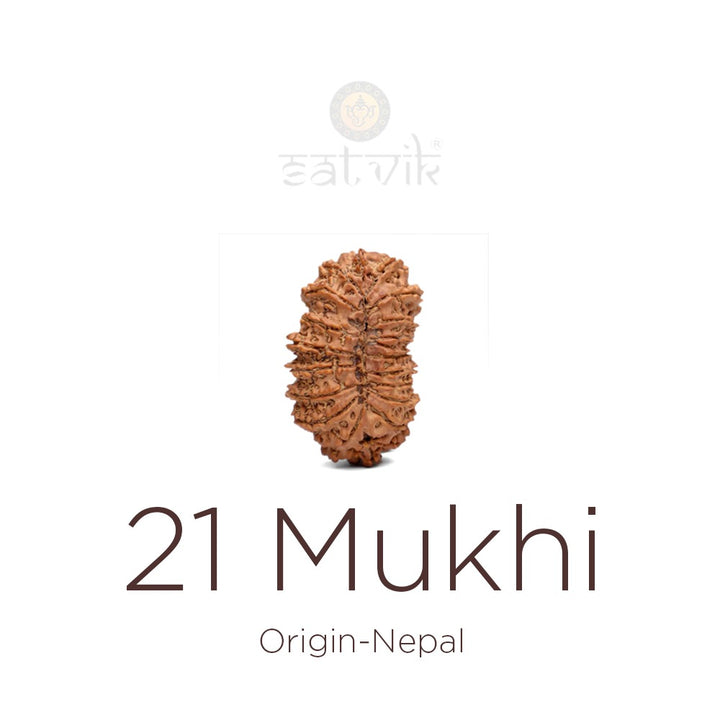 21 Mukhi Rudraksha bead natural Nepali twenty one face Rudraksha. India’s Premium Rudraksha Beads Brand - www.satvikstore.in
