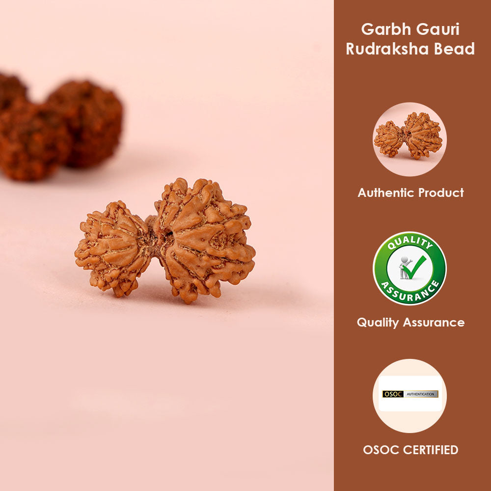 Natural Rudraksha seeds close-up showing texture and mukhi lines