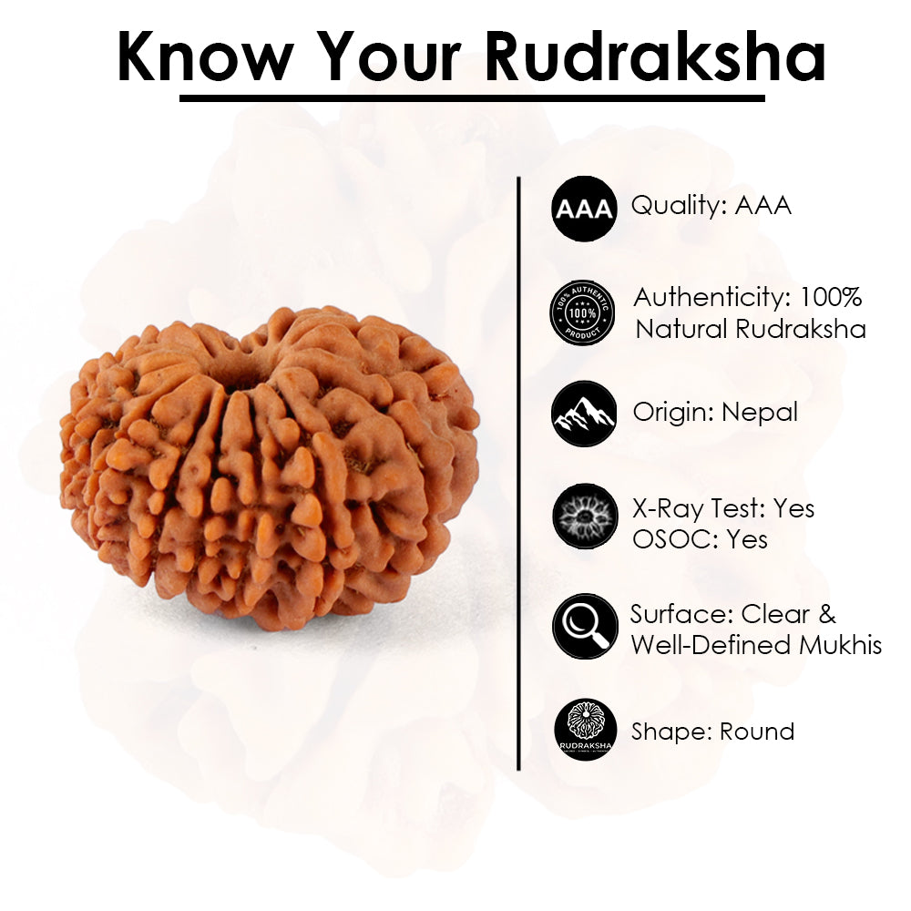 14 Mukhi Rudraksha (24.17mm)
