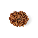 14 Mukhi Rudraksha (27.24mm)