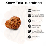 17 Mukhi Rudraksha (22.14mm)