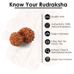 Gauri Shankar Rudraksha