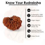 15 Mukhi Rudraksha (25.26mm)