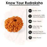 14 Mukhi Rudraksha (21.84mm)