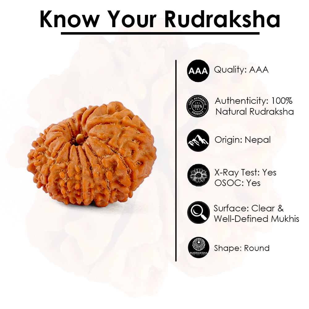 14 Mukhi Rudraksha (20.20mm)