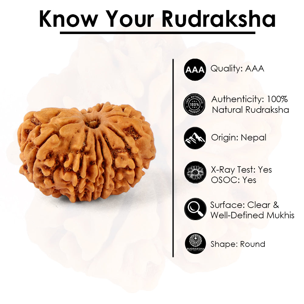 14 Mukhi Rudraksha (23.56mm)