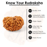 14 Mukhi Rudraksha (23.56mm)