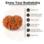 14 Mukhi Rudraksha (23.96mm)