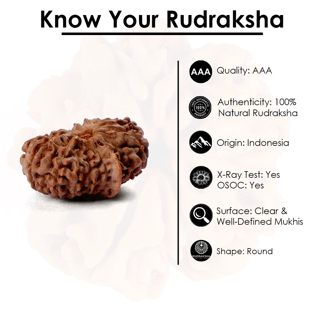 17 Mukhi Rudraksha