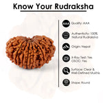 15 Mukhi Rudraksha (24.07mm)