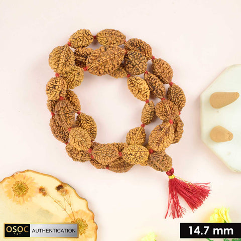 2 Mukhi Kantha Rudraksha mala featuring multiple two-faced Rudraksha beads, used for harmony, relationship balance, and spiritual healing. India’s Premium Jap Mala Store - www.satvikstore.in