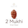 2 Mukhi Rudraksha bead natural Nepali 16.07mm two face Rudraksha. India’s Premium Rudraksha Beads Brand - www.satvikstore.in