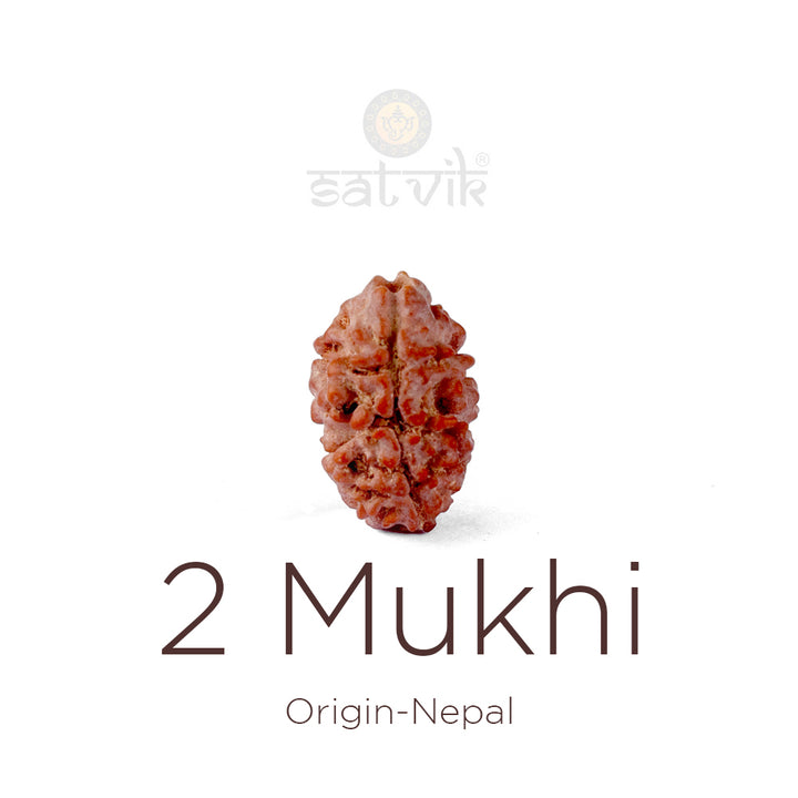 2 Mukhi Rudraksha bead natural Nepali 16.07mm two face Rudraksha. India’s Premium Rudraksha Beads Brand - www.satvikstore.in