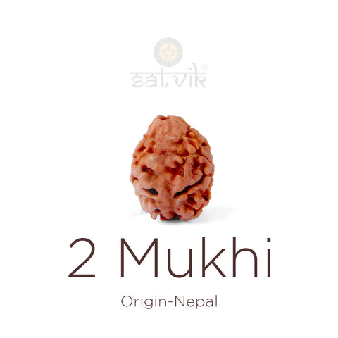 2 Mukhi Rudraksha bead natural Nepali 16.90mm two face Rudraksha. India’s Premium Rudraksha Beads Brand - www.satvikstore.in