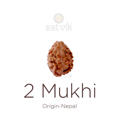 2 Mukhi Rudraksha bead natural Nepali 17.50mm two face Rudraksha. India’s Premium Rudraksha Beads Brand - www.satvikstore.in