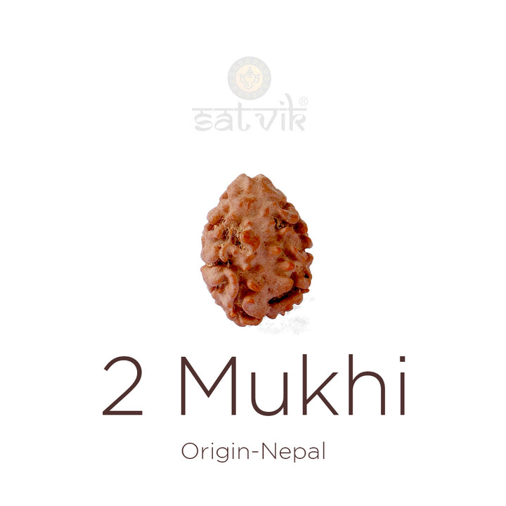 2 Mukhi Rudraksha bead natural Nepali 17.50mm two face Rudraksha. India’s Premium Rudraksha Beads Brand - www.satvikstore.in